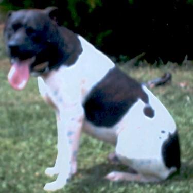 Holtzclaws Milo Pit Bull Front.jpg